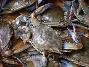 799px-blue_crab_on_market_in_piraeus_-_callinectes_sapidus_rathbun_20020819-317